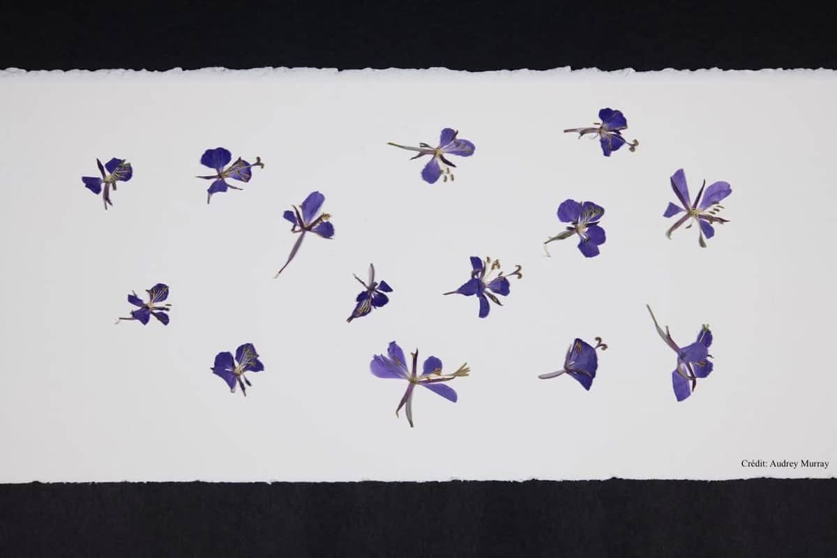 Banquets-fleurs-credit