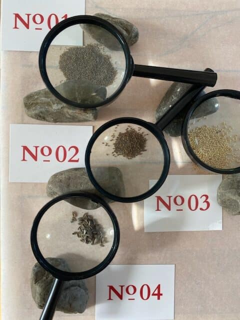 Patrice_Fortier-La_societe_des_plantes-photo_projet-rotated