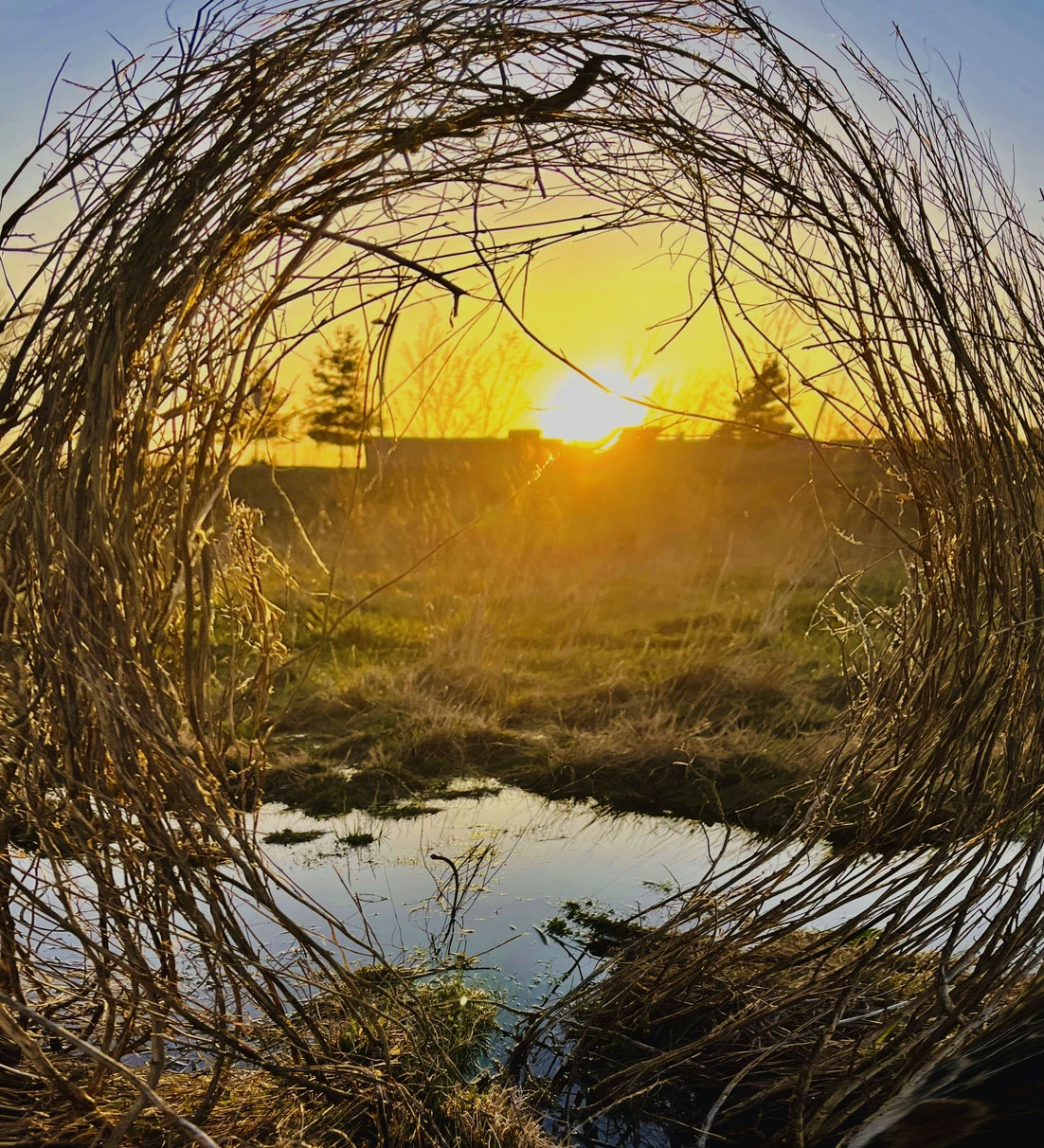 Pattie-O_Green_Projet