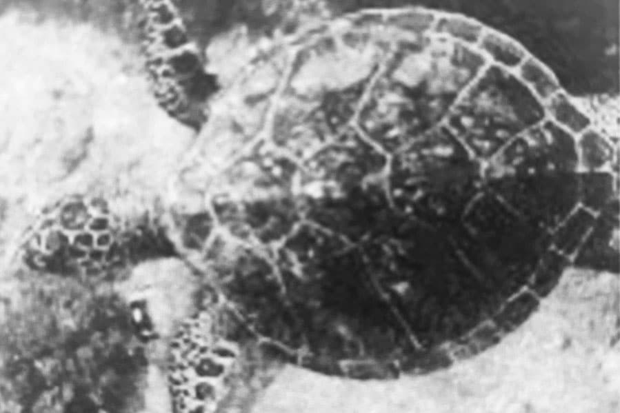 tortue-abenakis-jardin