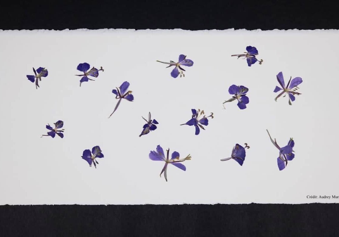 Banquets-fleurs-credit