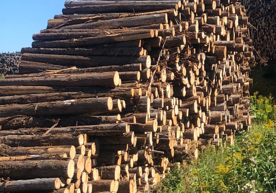 Florence_photo_projet-DAS