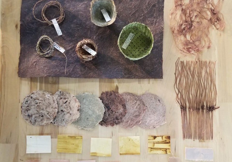 Horizontale_FAUSTINE ESCOFFIER_Photo projet papier-teinture végétale_oct2025