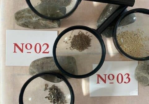 Patrice_Fortier-La_societe_des_plantes-photo_projet-rotated