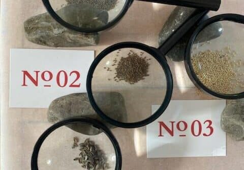 Patrice_Fortier-La_societe_des_plantes-photo_projet-rotated