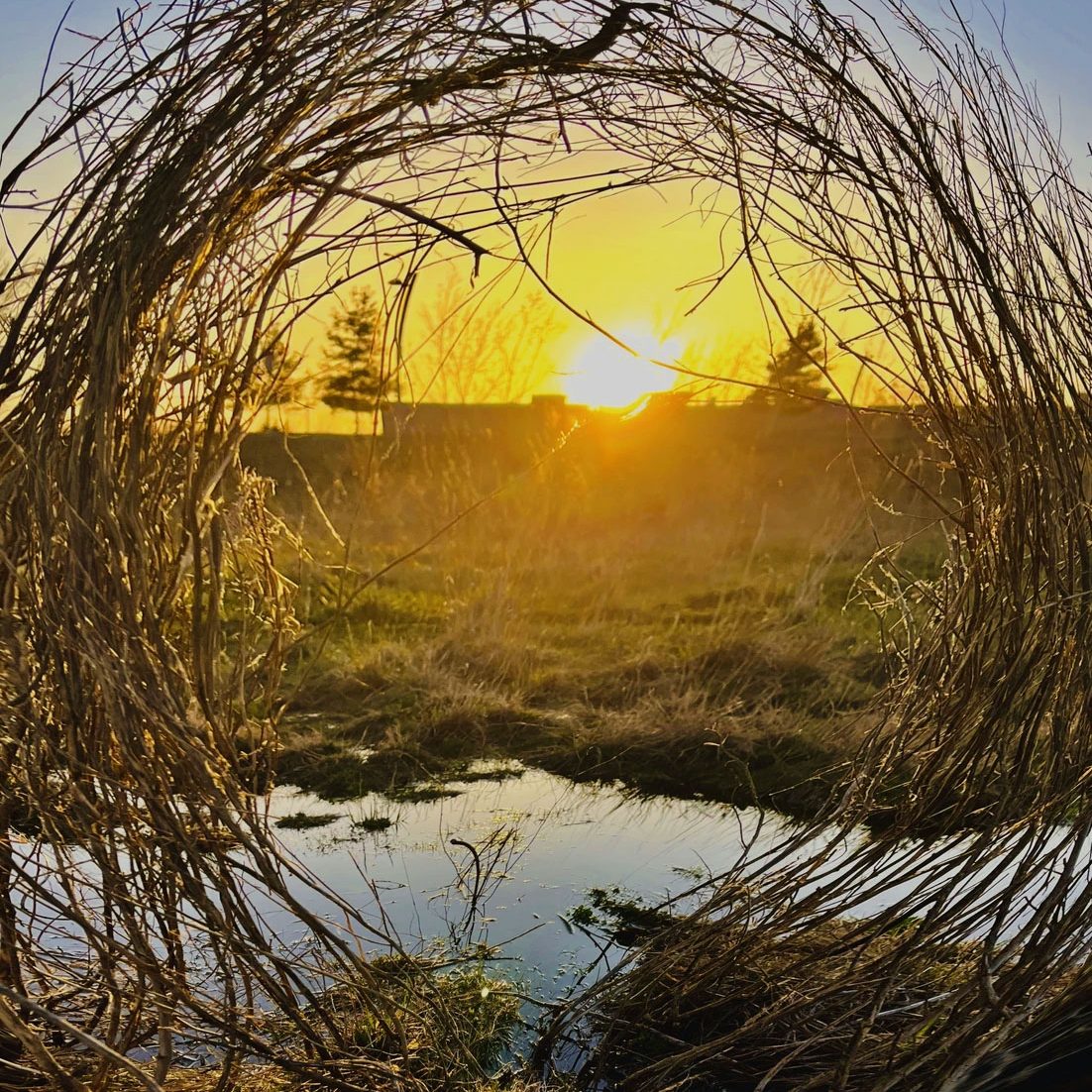 Pattie-O_Green_Projet