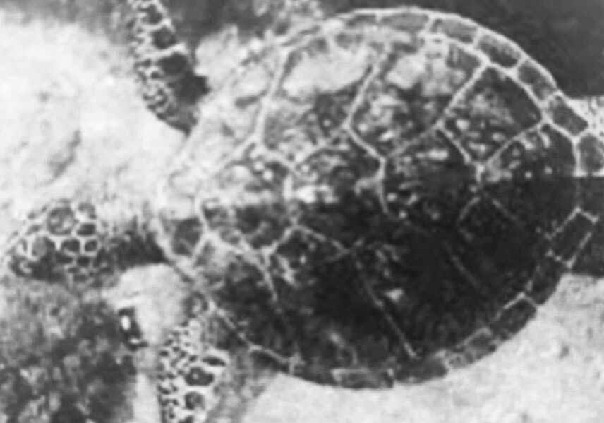 tortue-abenakis-jardin